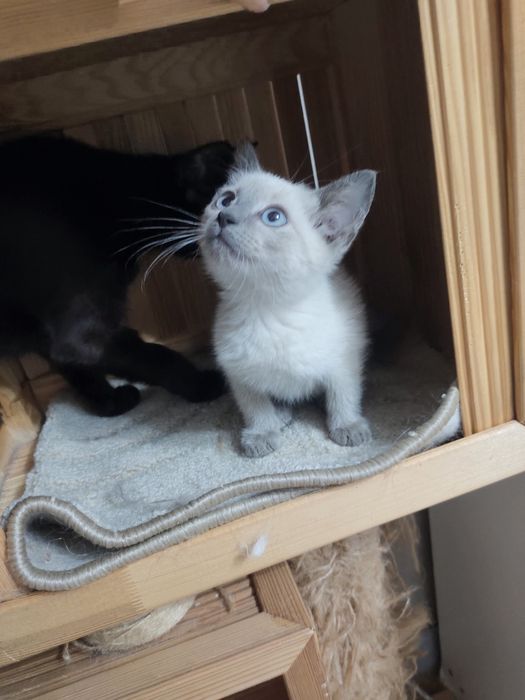 Котенок в добрые руки