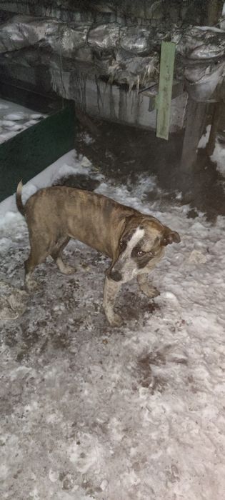 Молодая собака ищет семью