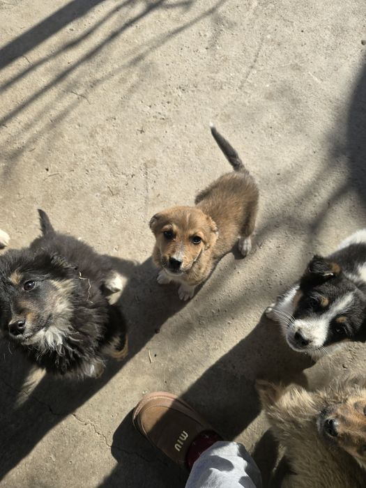 Щенков отдам даром