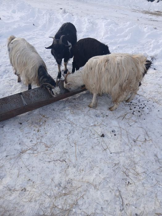 De Vânzare 6 capre și on ied 5 sunt gestante și una are ied