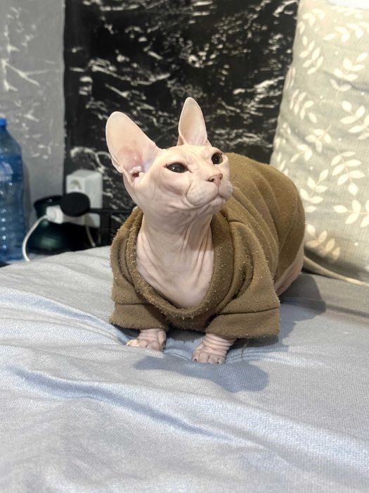 Подаряваме котка
