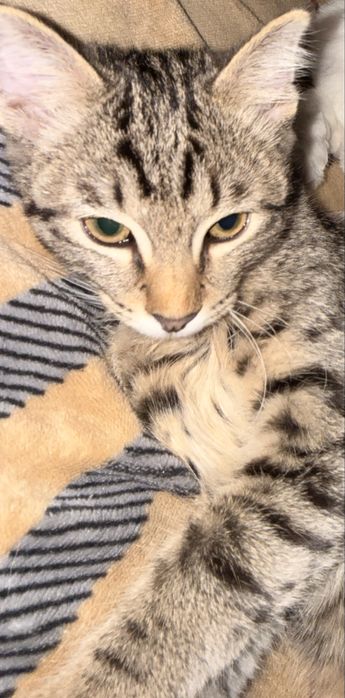 Кот домашний красивый