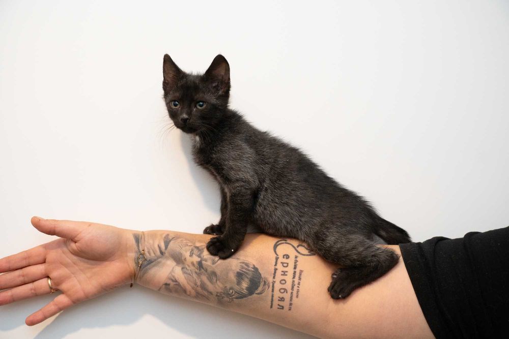 Мъжко Коте Търси Дом