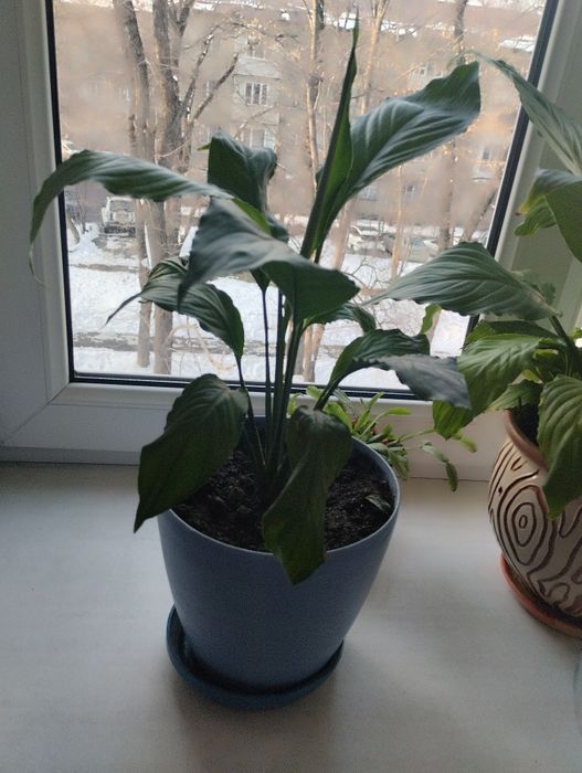 Женское счастье.