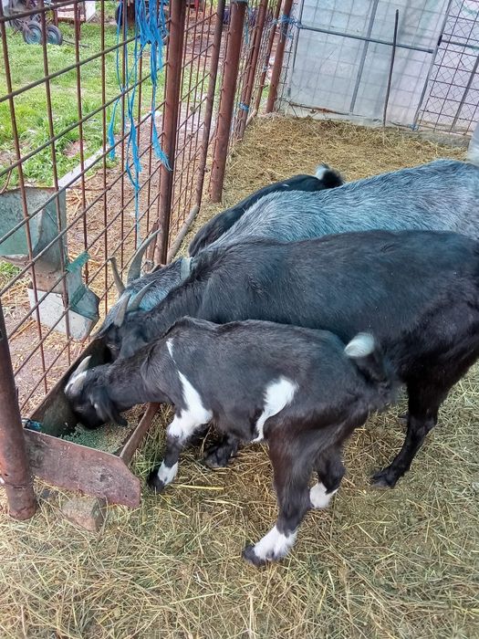 Vand tap anglonubian