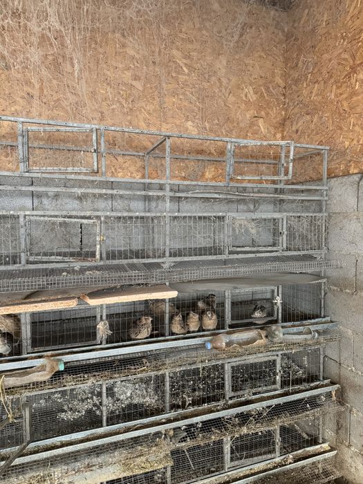 Клетки перепелов