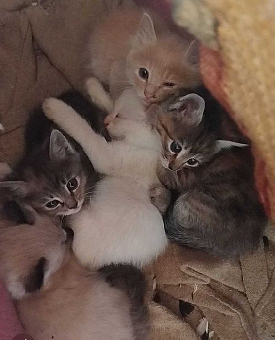Пятеро Котят ищут себе дом