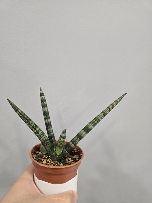 Продам сансивьеру бонселенсис