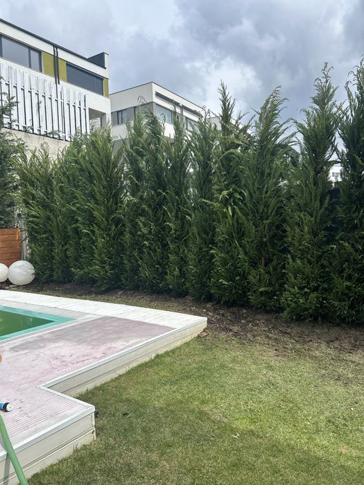 Plante ornamentale de vanzare