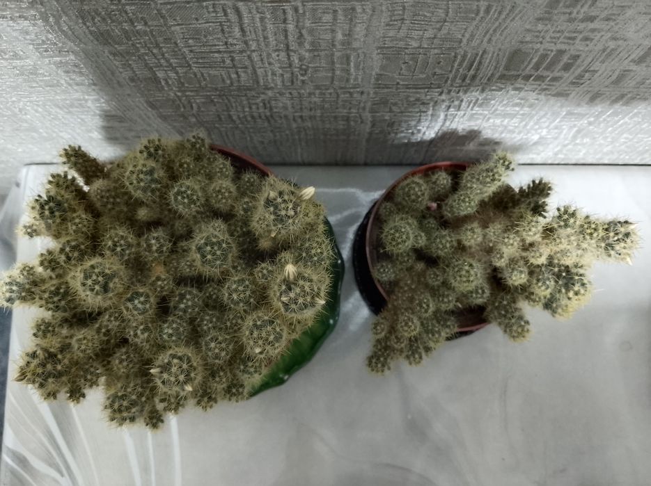 Кактусы "Мамиллярия" в цветении .