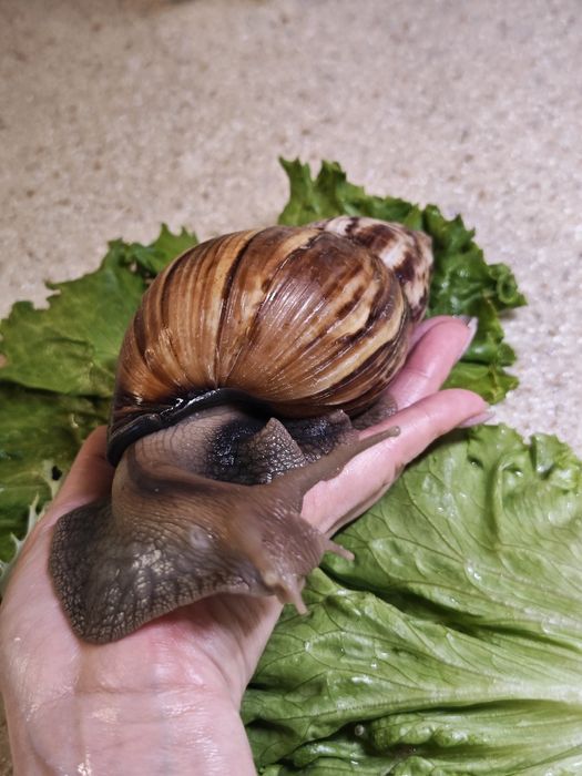 Ахатин улитка большая