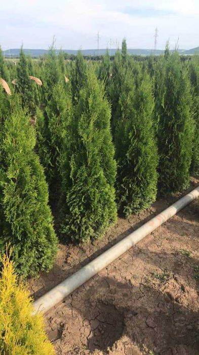 Продавам туя и вечнозелени храсти