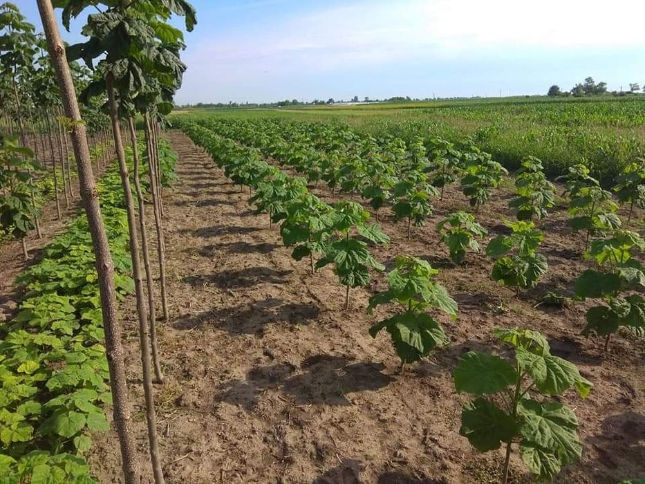 Paulownia Clona Carpatica