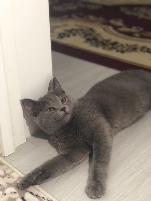 Британский короткошёрстную