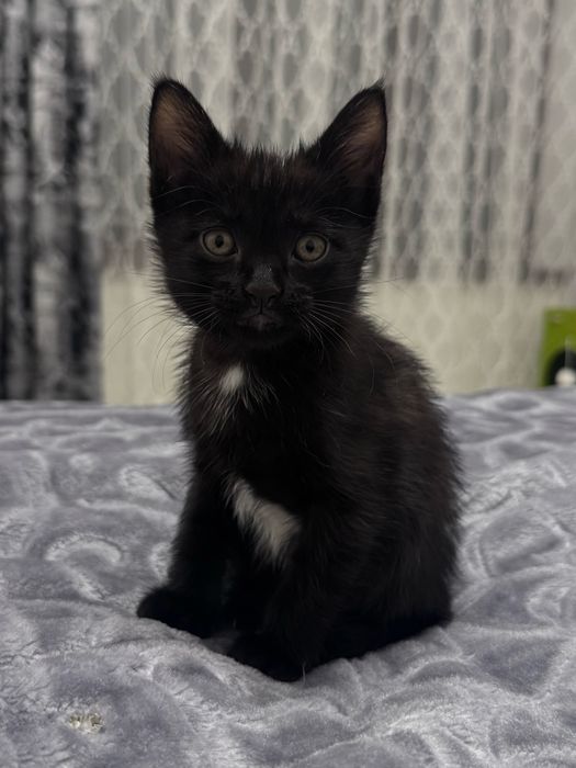 Котенок на счастье