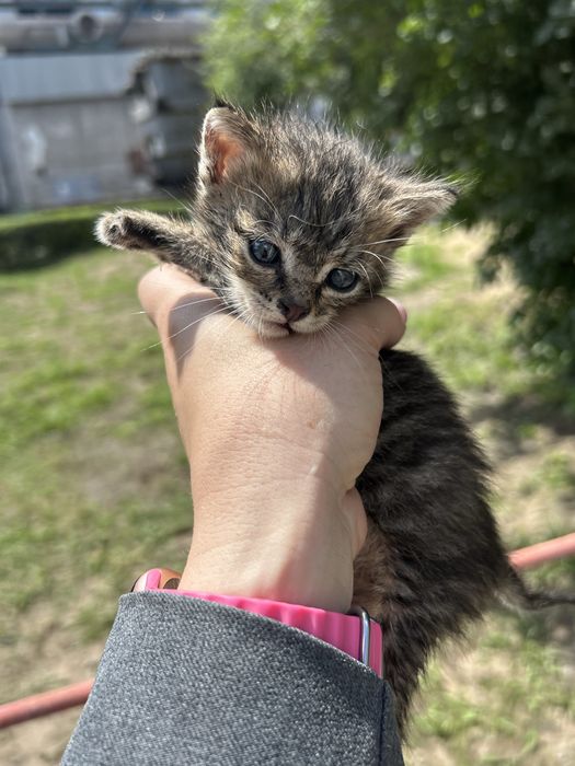 Отдам котенка мальчика в добрые руки