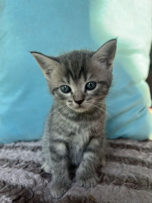 продам котят шотландских вислоухих