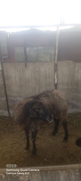 Қой сатылыды семіз