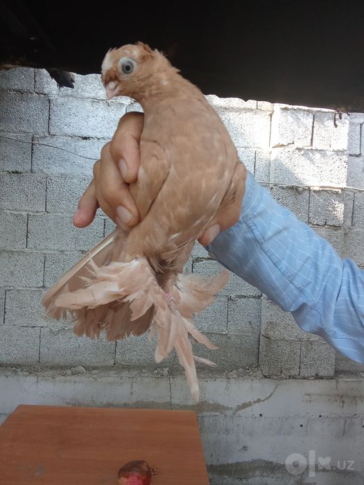 Naut kabutar sotiladi
