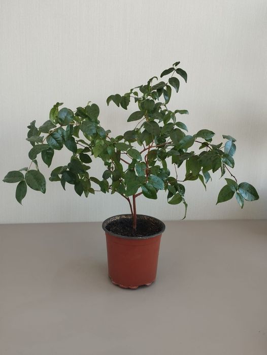 Комнатная вишня Евгения