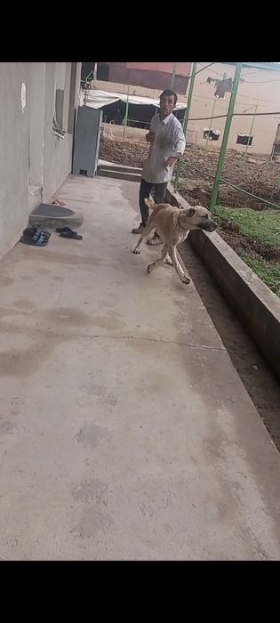 Erkak urgochi kuchuk bor