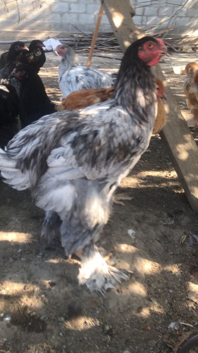Продается куры брам