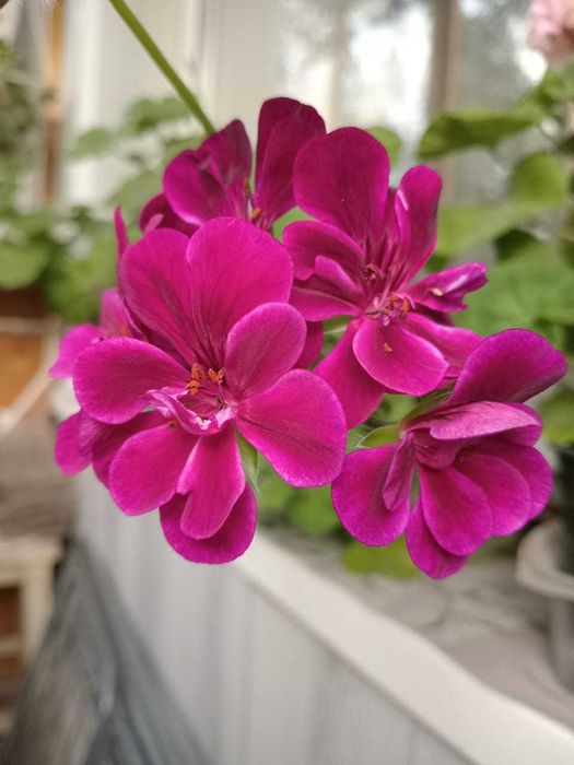 герань плющелистная с бутонами