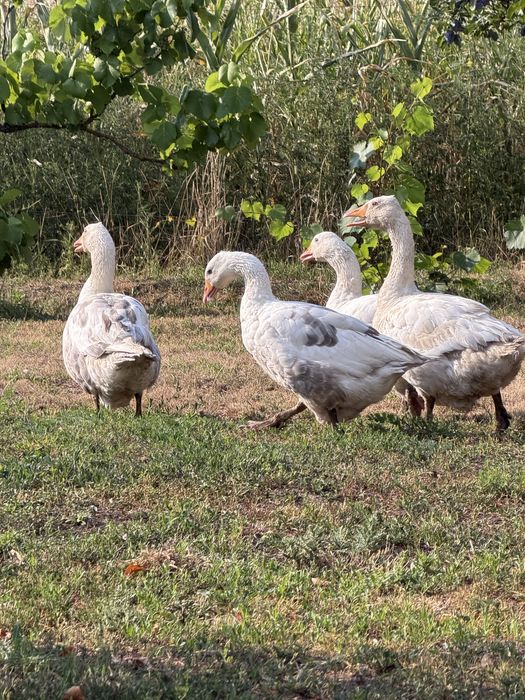 Familie gâşte româneşti
