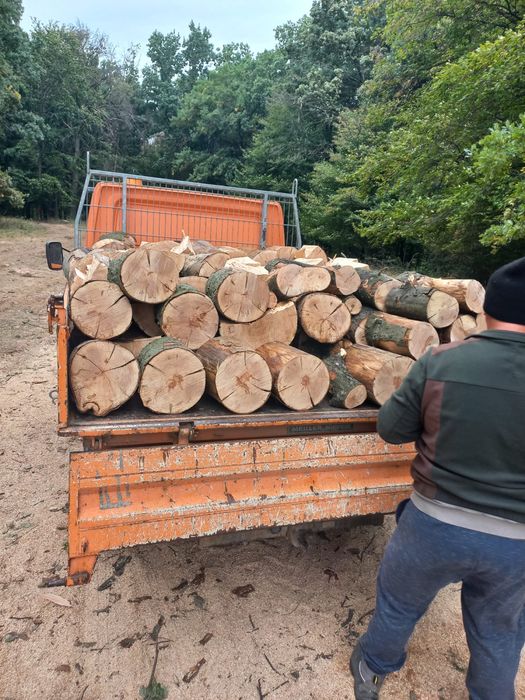 Vand stejar si carpen la preturi avantajoase !!