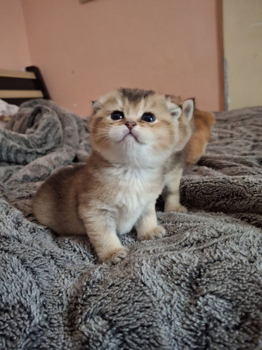 Zalatistiy shinshilla fold Mushukcha sotiladi!