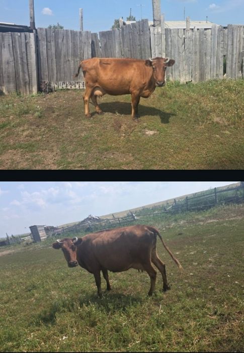 Продам корову в Уялы