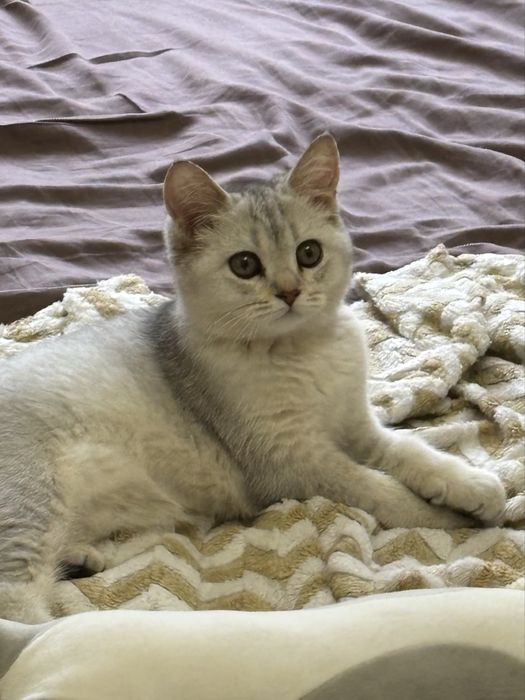 Котенок Скоттиш Страйт ( Шиншила)
