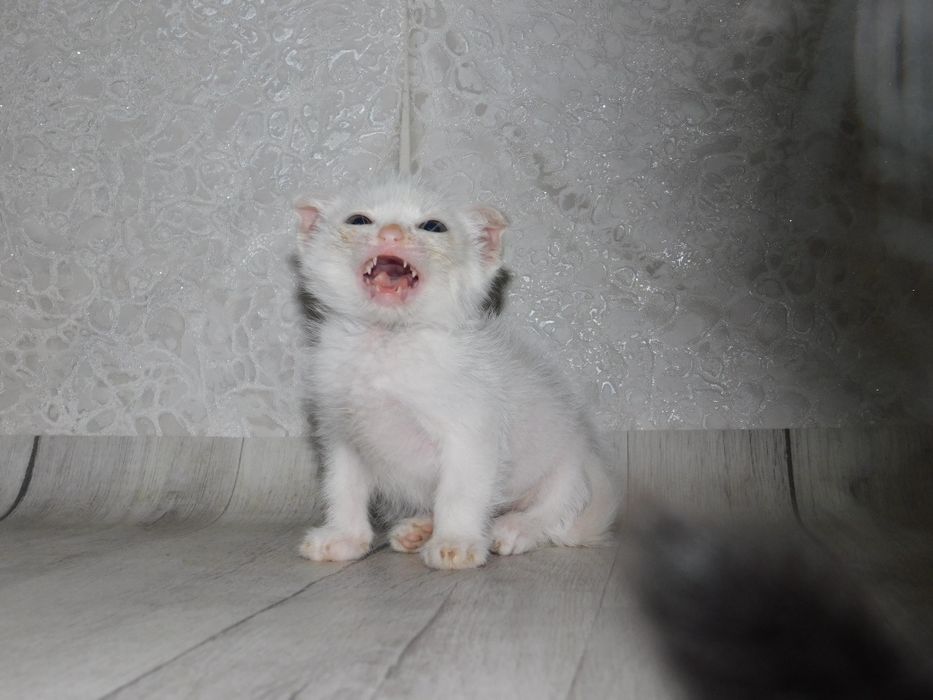 Весдоухая белая кошка
