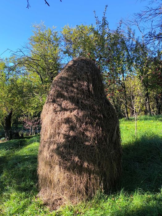 Vind fin calitate 2025