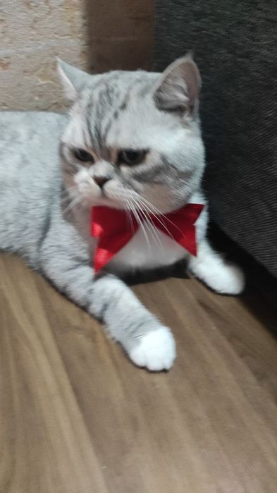 Редкий серебристый шиншилла на вязку
Редкий серебристый шиншилла н