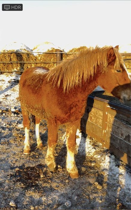 Продам жеребца .