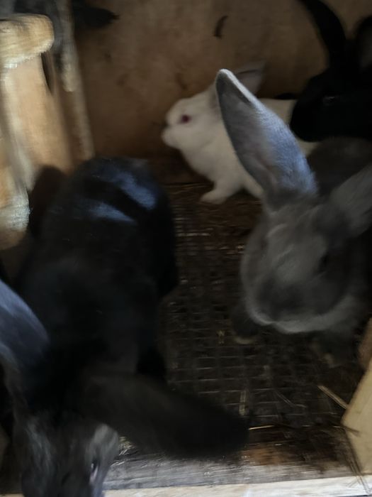 Продам кроликов.