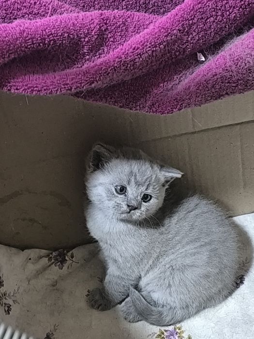 Продам котёнка девочку