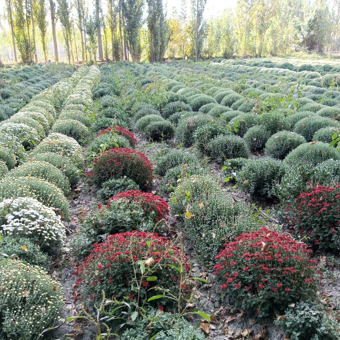 Globus xirzantema , buketniy xirzantema goland karlikviy atirgullar bo