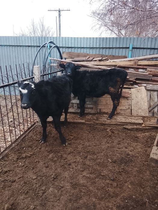 Продам тёлочек 2025 года