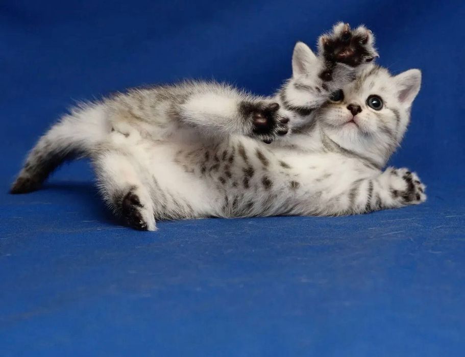 Супер шотландские малышата!