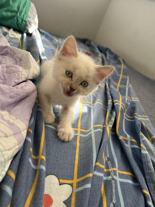 Отдам котенка в хорошие руки