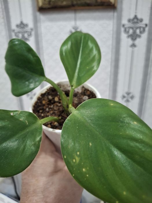Продам укорененные черенки