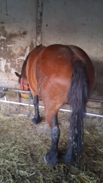 Vând mânză de 2 ani sau schimb