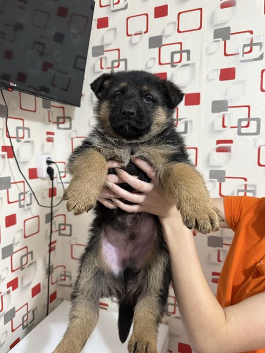 Щенки немецкой овчарки