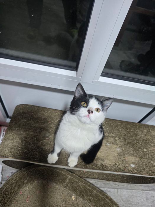 Котёнок мальчик, чёрно-беленький