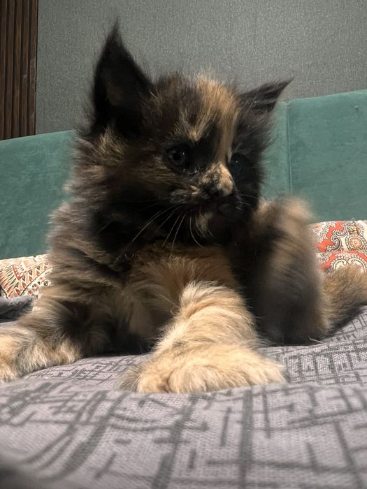 Продам Мейн Куна девочку