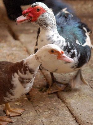 Домашние индаутки !