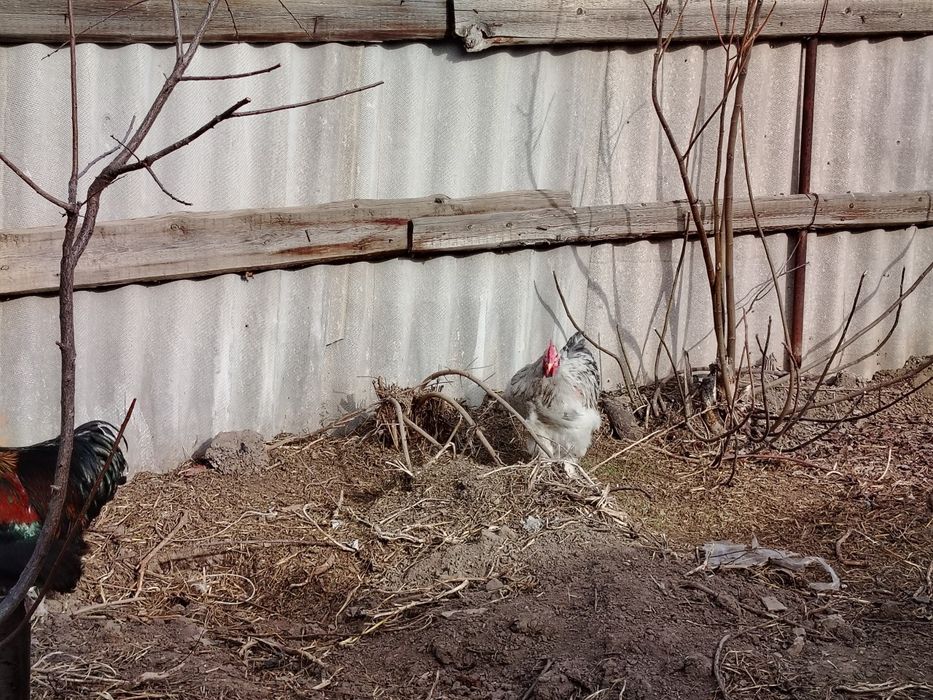 Петухи брама.(Цена договарная)