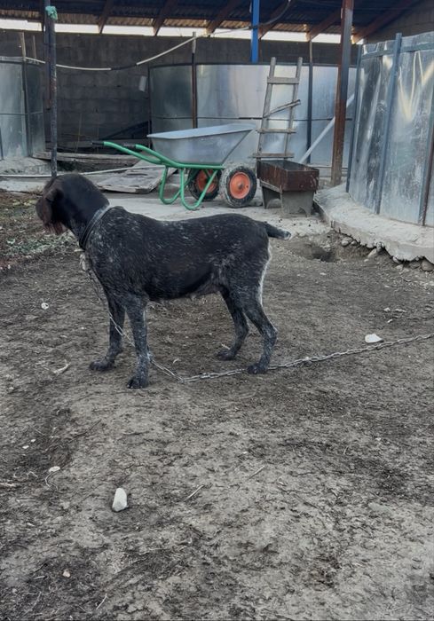 Продам сучку дратхаара